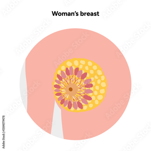 Women’s breast anatomy. Medical female diagram. Chest wall, rib, nipple areola and milk dust