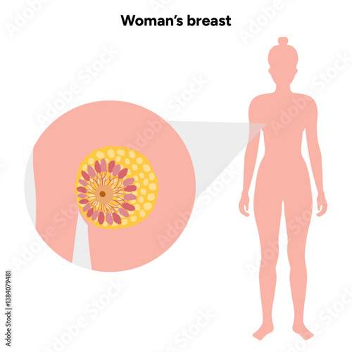 Women’s breast anatomy. Medical female diagram. Chest wall, rib, nipple areola and milk dust