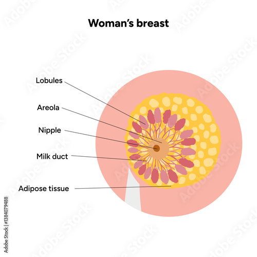 Women’s breast anatomy. Medical female diagram. Chest wall, rib, nipple areola and milk dust