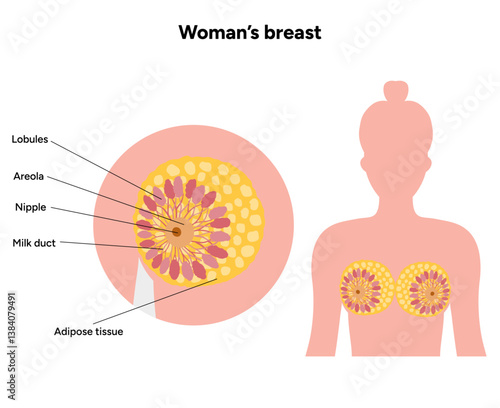 Women’s breast anatomy. Medical female diagram. Chest wall, rib, nipple areola and milk dust