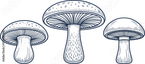 set of line art mushrooms on white