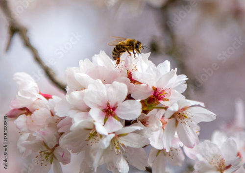 A bee on the cherry blossom pollinating the tree