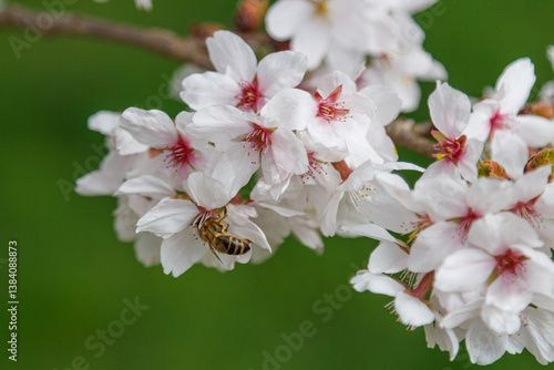 A bee on the cherry blossom pollinating the tree