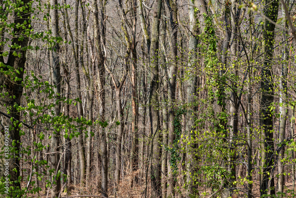 Gewirr parallel stehender Baumstämme eines Laubwaldes im Frühling in verdichteter Teleaufnahme
