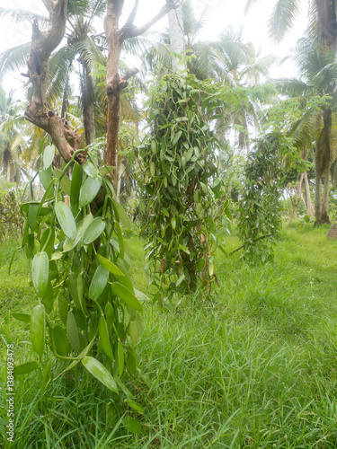 Plantation of Flat-leaved Vanilla (Vanilla planifolia) plants on a rainy day in the L'Union Estate park, La Digue island, Seychelles