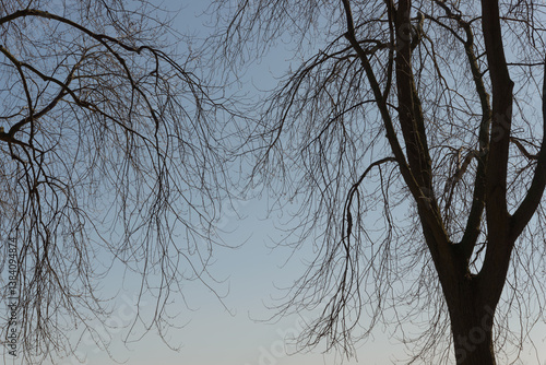 Obraz na plátně silhouette of droopy tree branches on a blue sky in spring