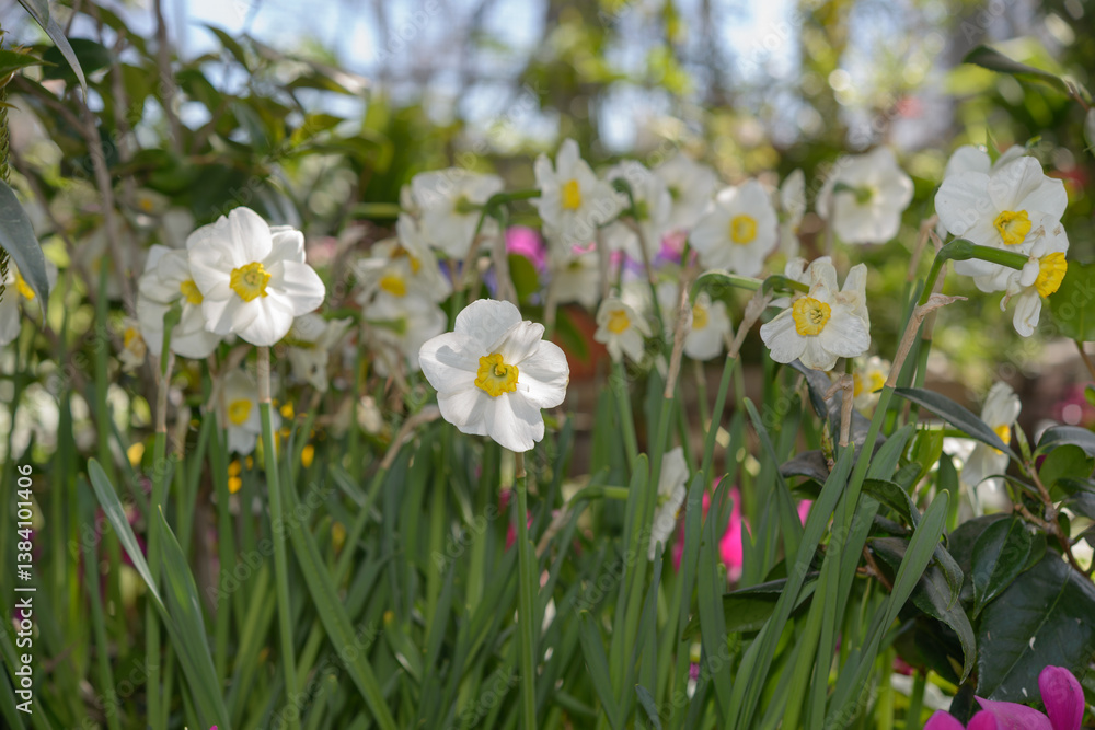 white daffodils somewhat past their prime still bloom at the conservatory white daffodils somewhat past their prime still bloom at the conservatory