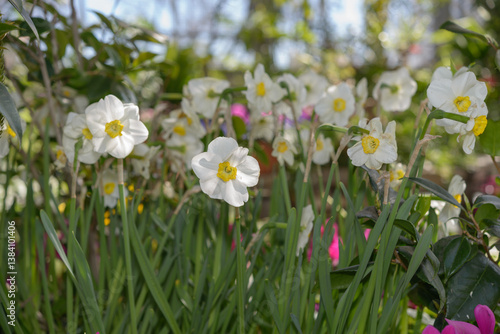 white daffodils somewhat past their prime still bloom at the conservatory
