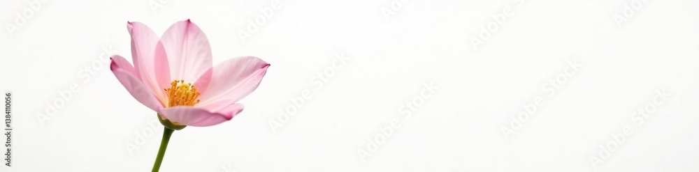 Simple and elegant flower isolated on white background with subtle reflection, bloom, nature, single Simple and elegant flower isolated on white background with subtle reflection, bloom, nature, single