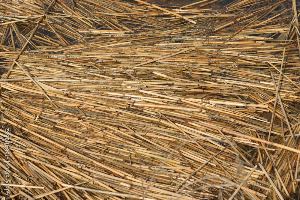 completely soaked reed stems bunched up together on the surface of water completely soaked reed stems bunched up together on the surface of water