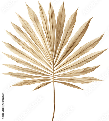 Dried fan palm leaf with symmetrical pointed segments perfect for minimalist wall art and tropical themed interior design