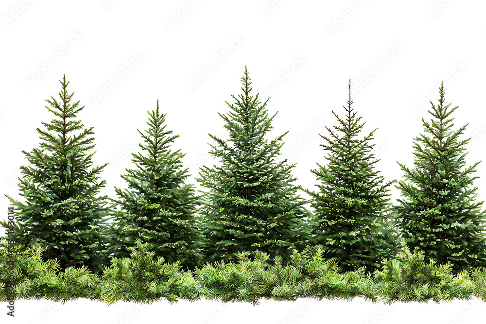 A neat row of five evergreen trees with a low border of greenery against a bright white background. A neat row of five evergreen trees with a low border of greenery against a bright white background.