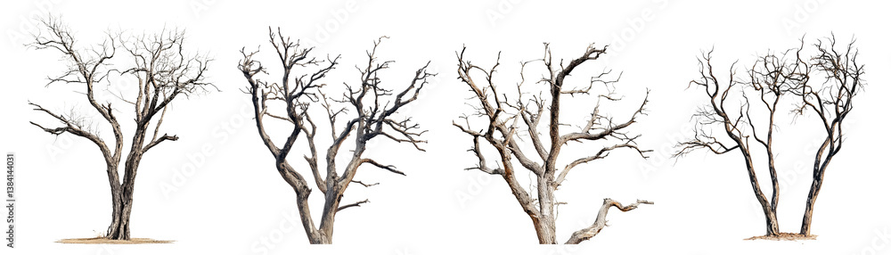 Artistic Illustrations of Unique Leafless Trees for Creative Projects, PNG bundle collection, Isolated on Transparent Background, PNG bundle collection, Isolated on Transparent Background Artistic Illustrations of Unique Leafless Trees for Creative Projects, PNG bundle collection, Isolated on Transparent Background, PNG bundle collection, Isolated on Transparent Background