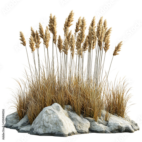 A Thick Patch of Reeds and Wheat Stalks Isolated on Transparent Background