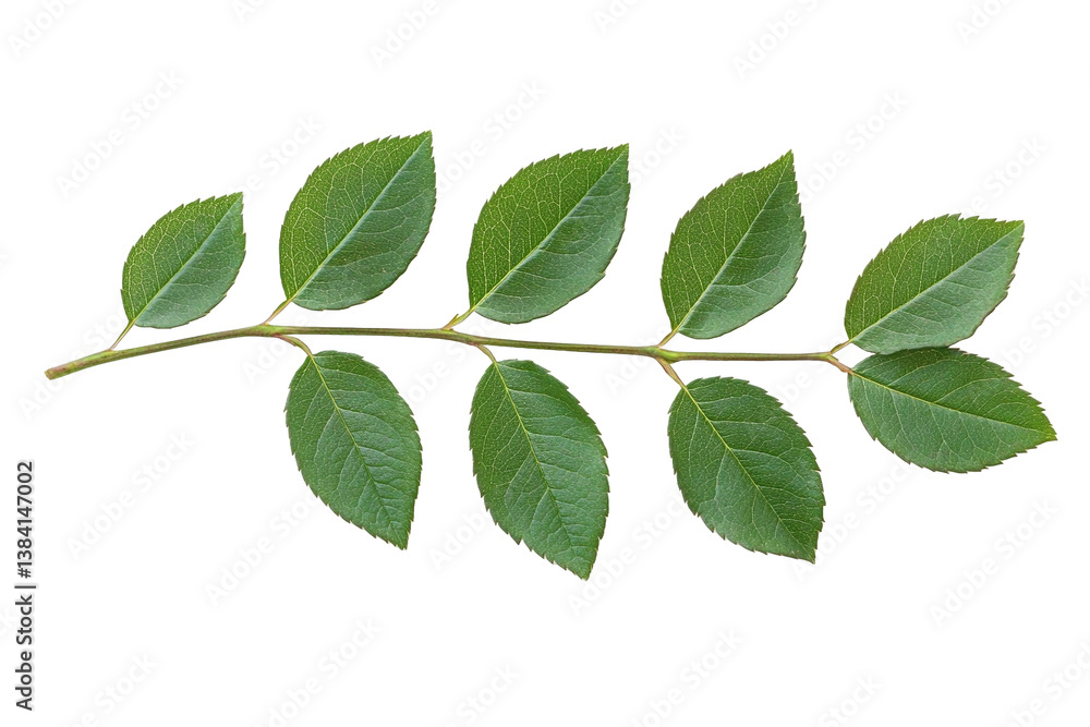 green leaves isolated on white green leaves isolated on white