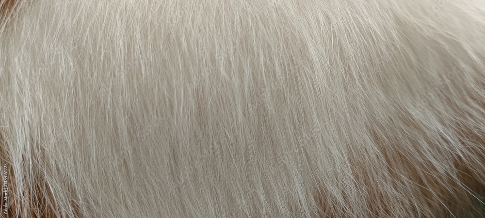 close up of cat's fur close up of cat's fur