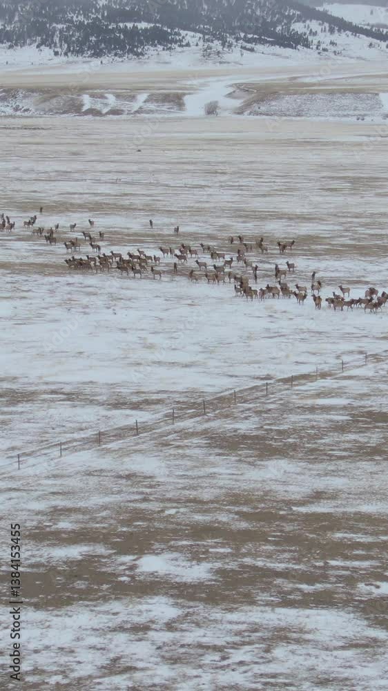 AERIAL: Wild deer jump over a fence in the middle of snowy grassfield in Montana. Spectacular aerial view of a herd of elk running across the snow covered landscape in rural part of the United States. AERIAL: Wild deer jump over a fence in the middle of snowy grassfield in Montana. Spectacular aerial view of a herd of elk running across the snow covered landscape in rural part of the United States.