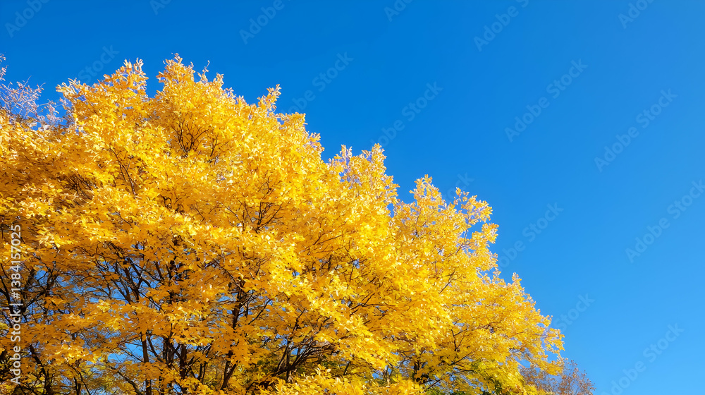 Fototapeta premium Autumn Foliage Tree Against Clear Blue Sky