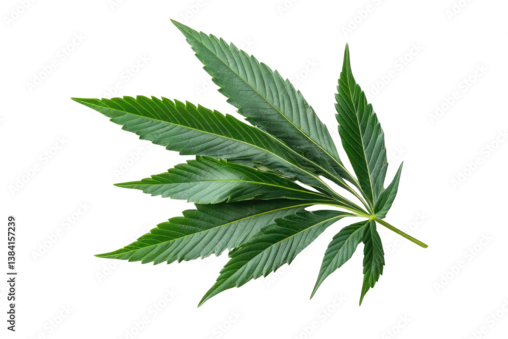 green cannabis leaf isolated on white background PNG green cannabis leaf isolated on white background PNG