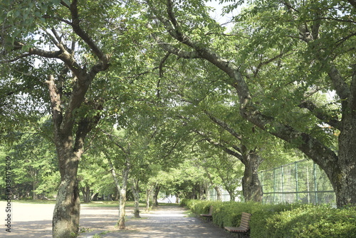 Obraz na płótnie 日本の真夏の無人の公園 w salonie