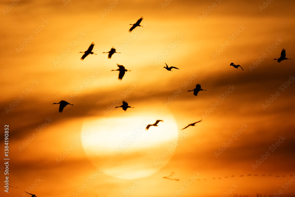 Obraz premium Sandhill cranes at sunset; Crane Trust; Nebraska