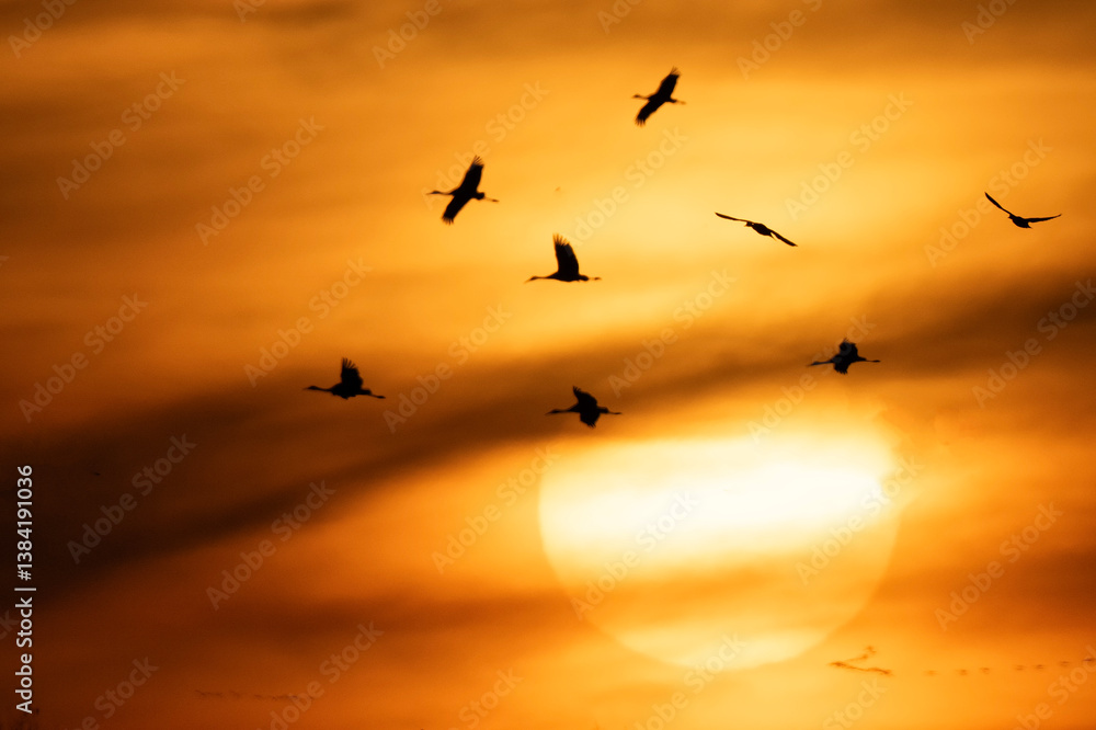 Fototapeta premium Sandhill cranes at sunset; Crane Trust; Nebraska 