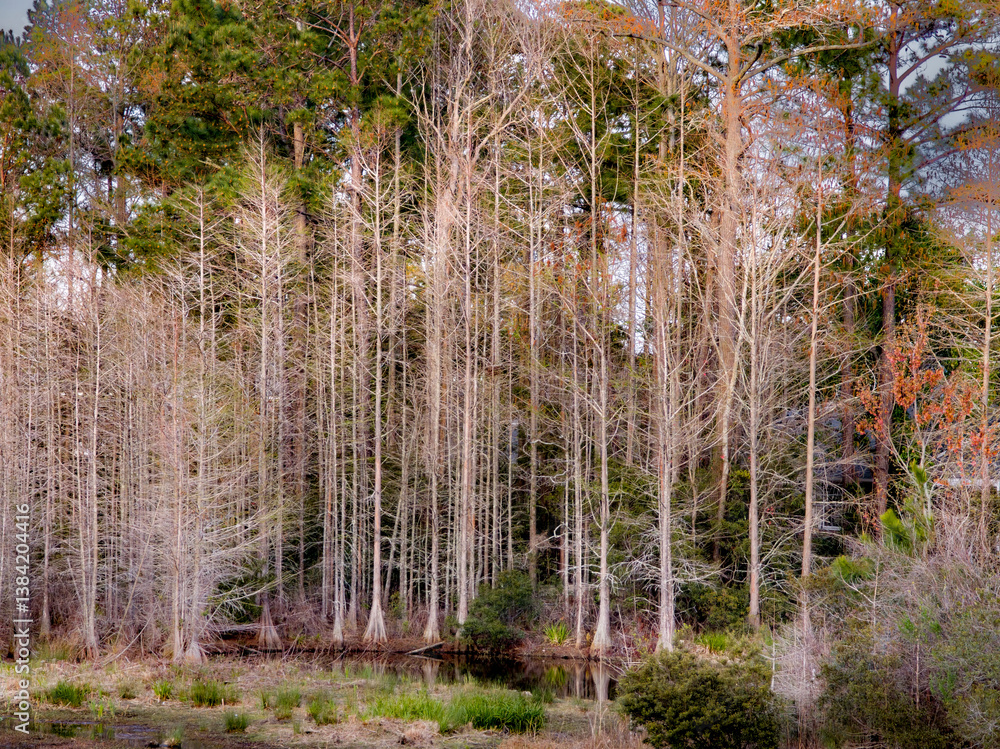 Neighborhood street, lake and nature photos of Little River, South Carolina