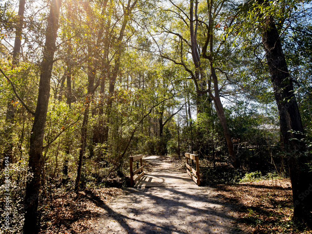 Forest trail surrounded in greenery and tall trees in Eastern US landscape setting