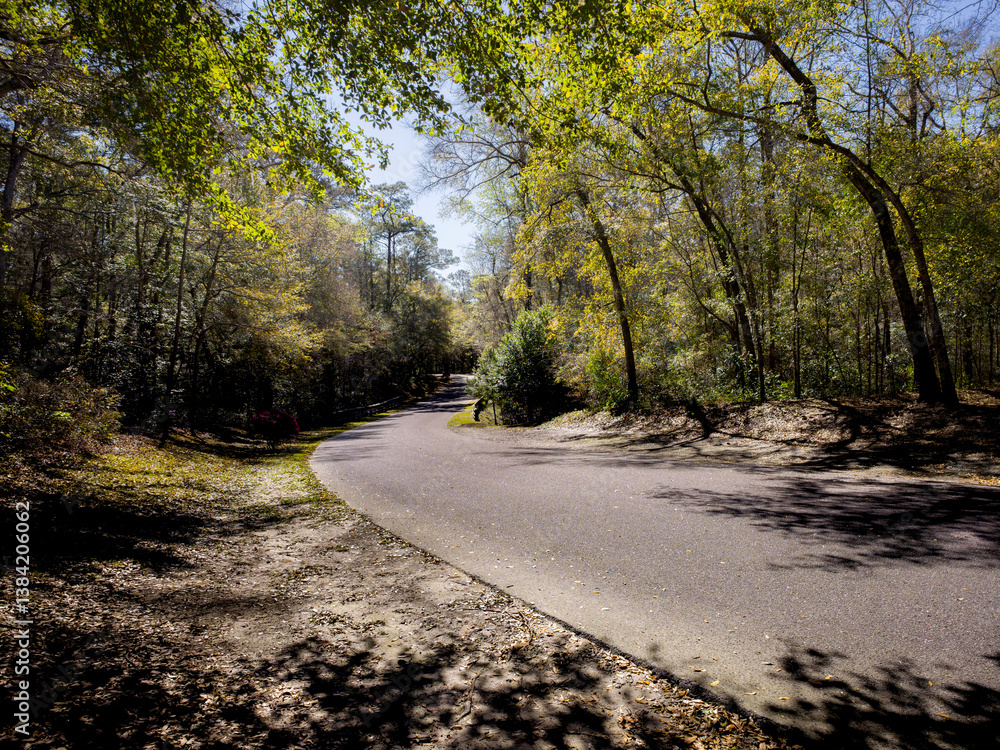 Secluded road nestled in forest