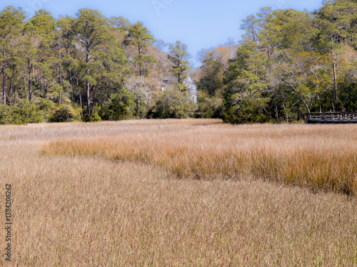 Obraz na płótnie Open lush fields full of reeds, marsh with forest background in classic Southern US setting w salonie