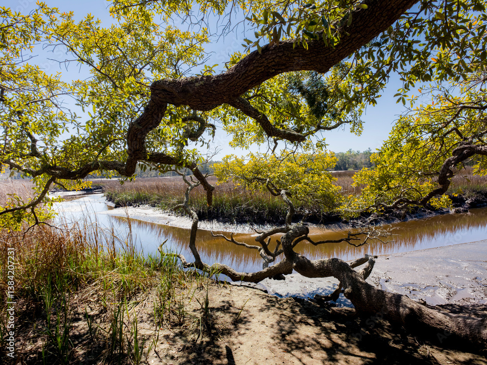Small river runs along the shoreline of a secluded forest area