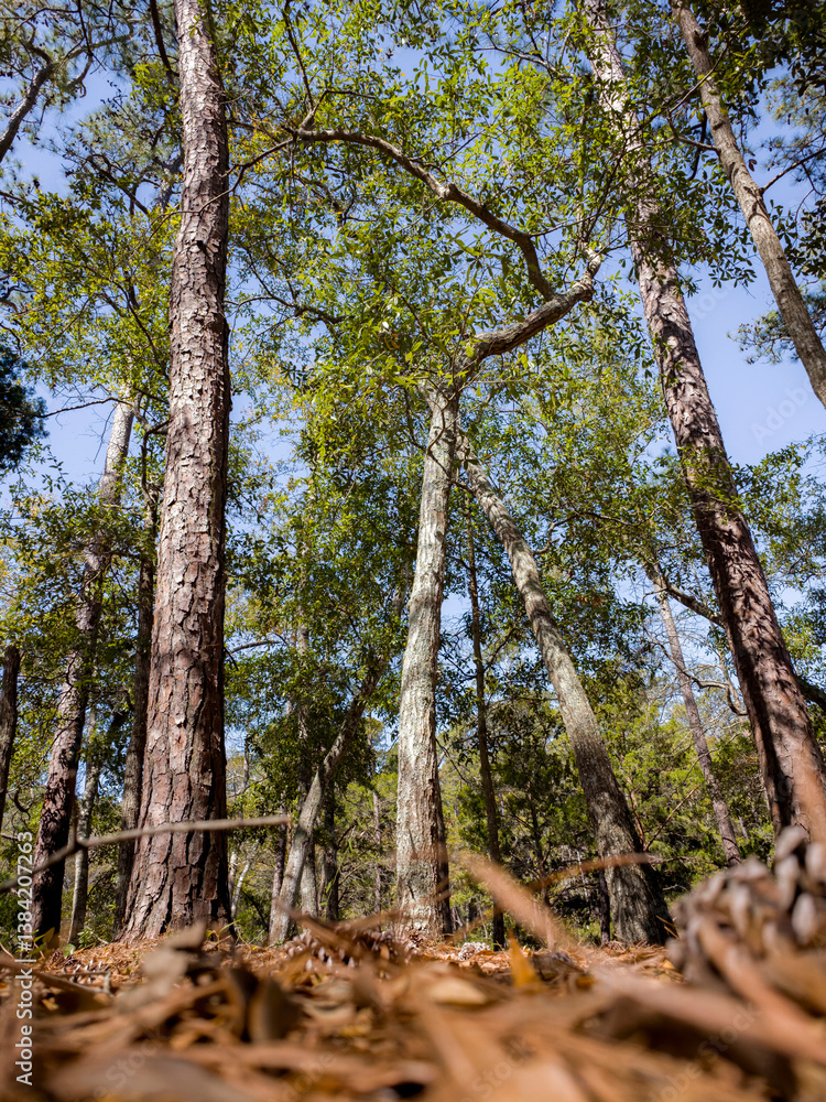 Portrait style photograph of heavily wooded forest with tall pines in an Eastern US setting