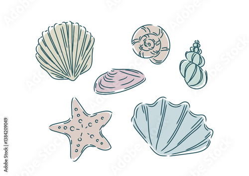 Shells, scallops, and starfish found on the beach