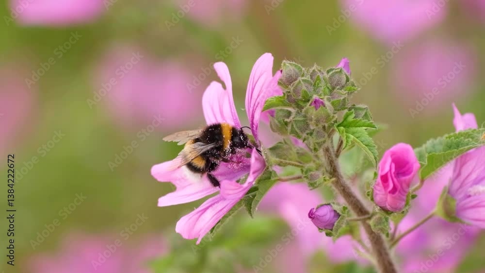 Slow motion video of a bumblebee, bombus terrestris, covered with pollen on a purple flower Slow motion video of a bumblebee, bombus terrestris, covered with pollen on a purple flower