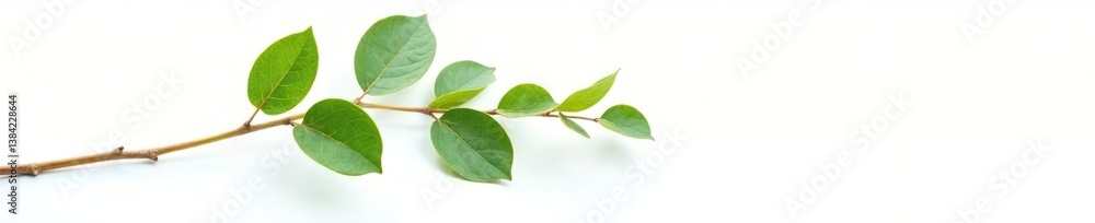 Single stem with leaves isolated on white background, nature, foliage Single stem with leaves isolated on white background, nature, foliage
