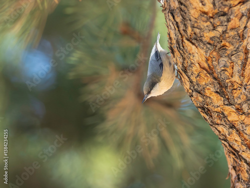 Pygmy Nuthatch in a tree in Colorado