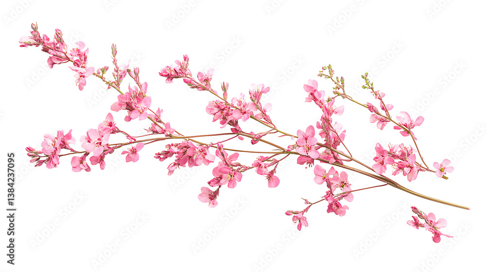 Fototapeta premium branch with beautiful blossoming sakura flowers on transparent background
