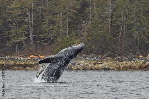 Sitka Alaska Humpback Whale Breaching