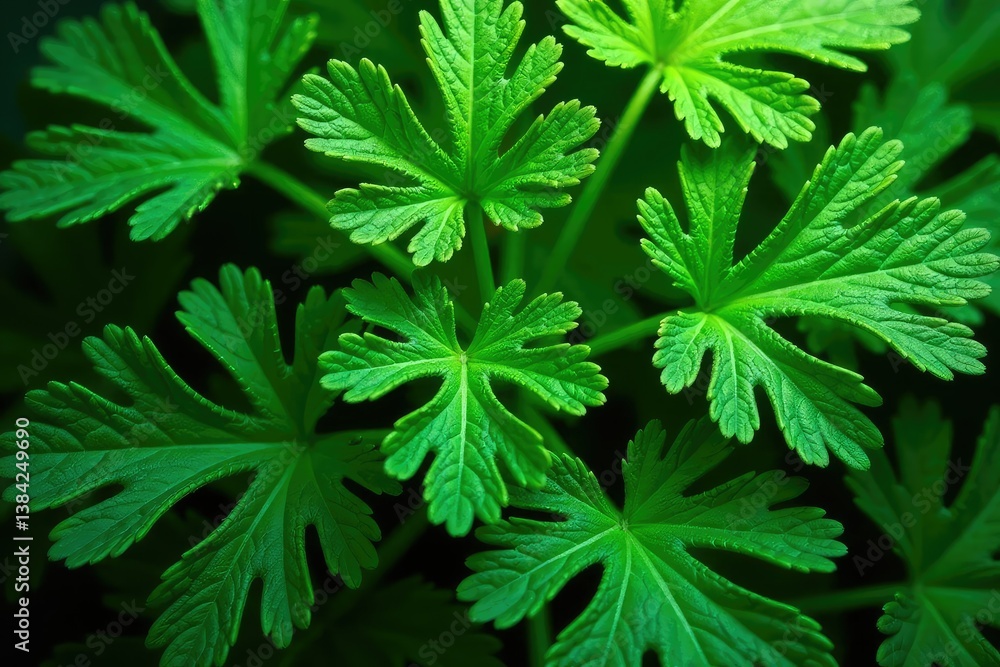 Intricate parsley leaf pattern, vibrant green hues, design, spice Intricate parsley leaf pattern, vibrant green hues, design, spice