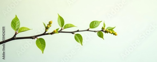 Wallpaper Mural Thin branch with small leaves and buds hanging from the end, tree branch, white space, clean Torontodigital.ca