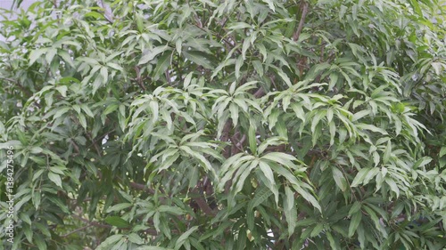 Summer storm with strong winds and rain