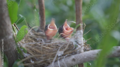 The baby bird is squealing with hunger.