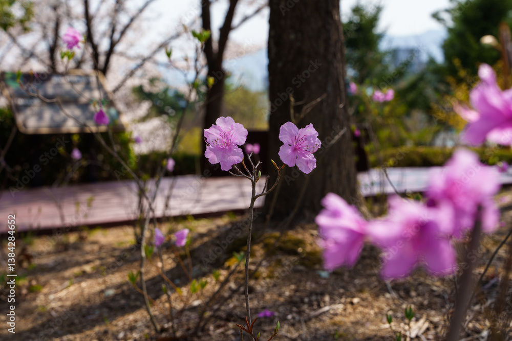 Close-up photo of purple Rhododendron flowers blooming in spring in April Close-up photo of purple Rhododendron flowers blooming in spring in April