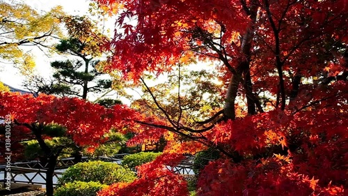 日本、京都、智積院、紅葉、秋、絶景、寺院