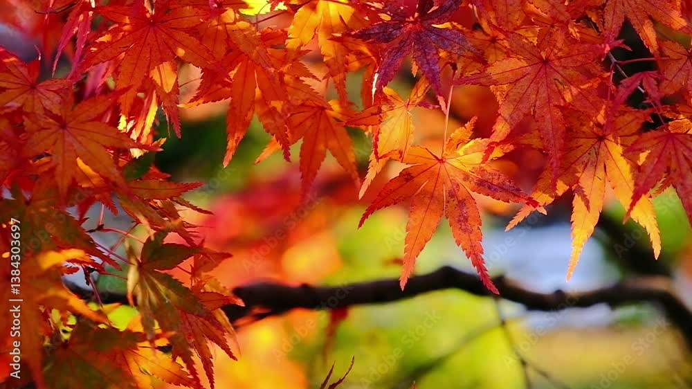 日本、京都、智積院、紅葉、秋、絶景、寺院