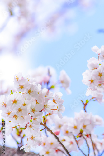 桜（SAKURA）