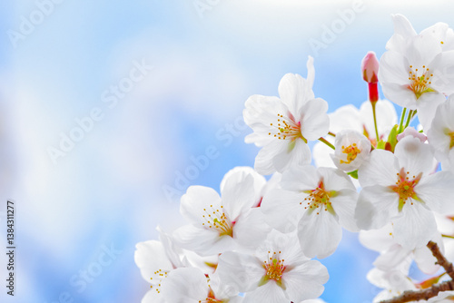 桜（SAKURA）