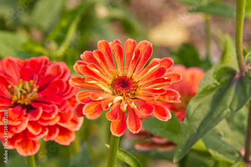 Orange Zinnias Blooming in Summer