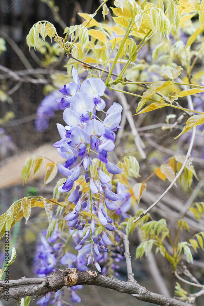 Wisteria sinensis purple flowers blooming in spring