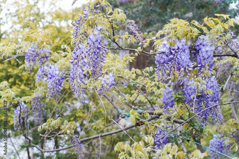 Wisteria sinensis purple flowers blooming in spring